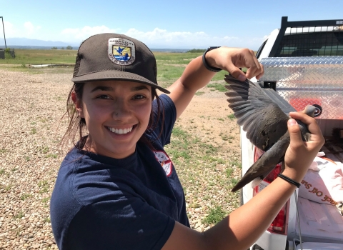 Staff measures a dove wing as part of mourning dove banding
