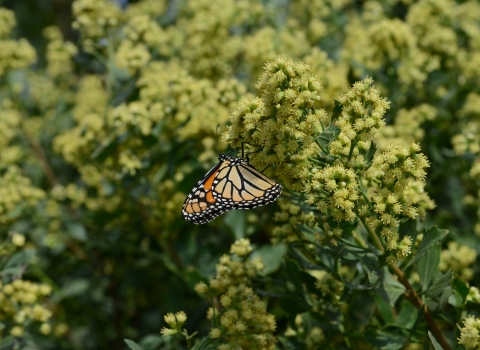 A monarch butterfly stops to refuel on a shrub