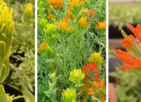 Triptych of golden paintbrush, a hybrid, and harsh paintbrush