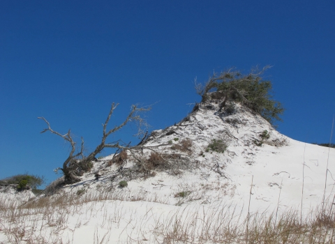 Lone sand dune with small, woody vegetation growing on it