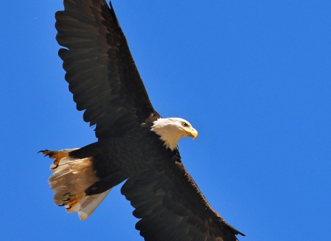 Eagle in Flight