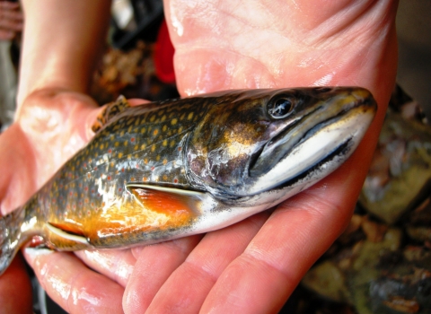 brook trout held in open hands