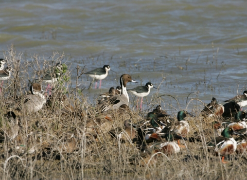 A flock of 20 birds of varying species stand at the edge of the water surrounded by brown vegetation