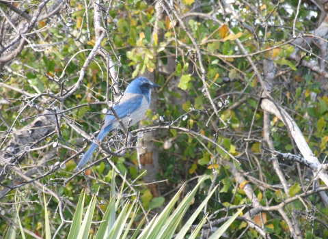 Florida scrub-jay perched on a branch