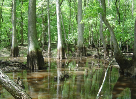 A forested wetland in Pocomoke watershed provides habitat for fish and birds and helps contain floodwaters