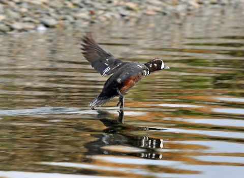 A Colorful Harlequin Duck Landing on a Calm Sea