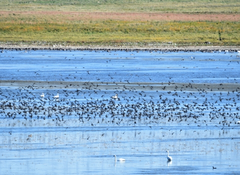 J. Clark Salyer National Wildlife Refuge Migratory Birds in large Pool