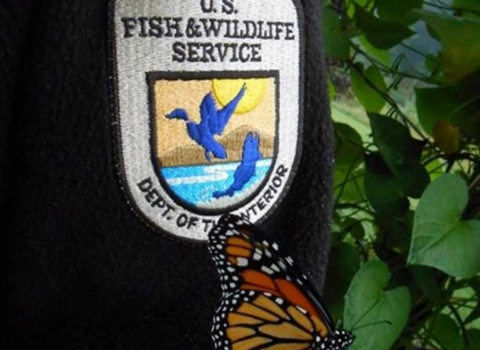 A monarch butterfly rests next to a patch with the U.S. Fish and Wildlife Service logo.