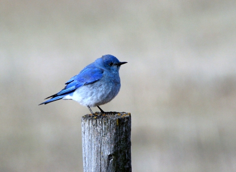 Mountain Bluebird observed at J. Clark Salyer NWR