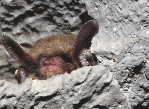 Bat roosting in a rocky crevice