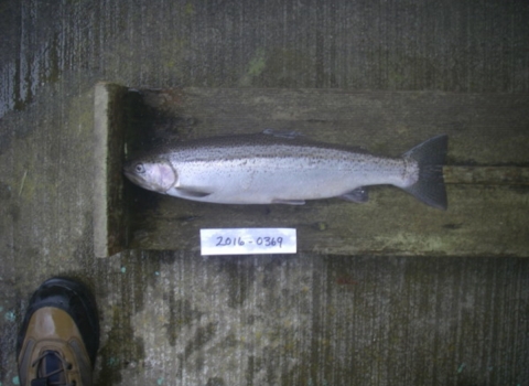 Why Do Adult Returns Differ at Two Nearby Steelhead Hatcheries?