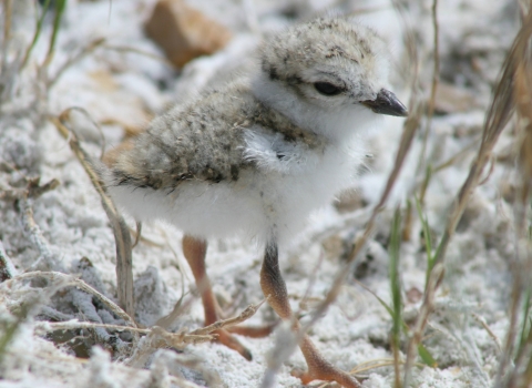 Lone piping plover chick standing on sand
