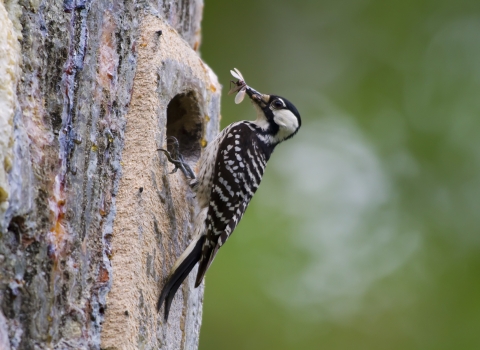 A red-cockaded woodpecker feasts on a bug.