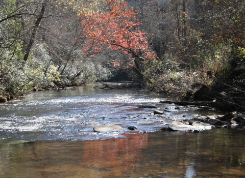 A river with a riffle run habitat and fall foliage along the banks