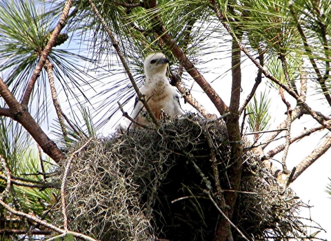 Swallow-tailed kite chick in nest in pine tree