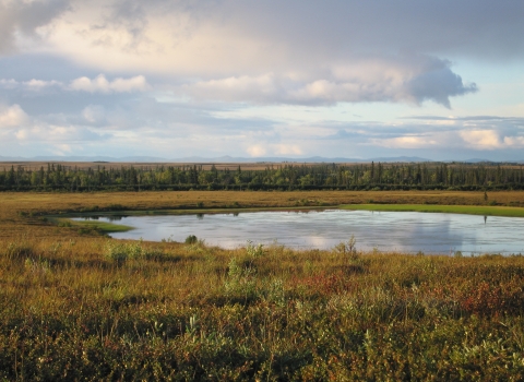 looking out across a yellow-green tundra landscape with a small pond and spruce trees in the distance.