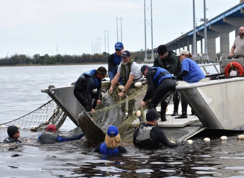 Group of people working to get a manatee into a boat