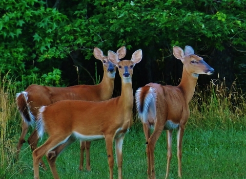 White Tailed Deer - Patuxent