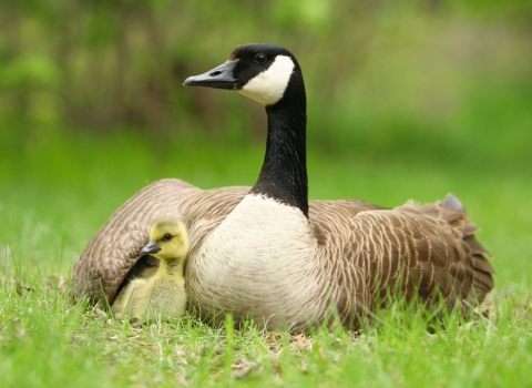 Canada goose protects newborn under its wing