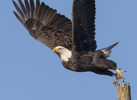 A bald eagle taking off from a snag