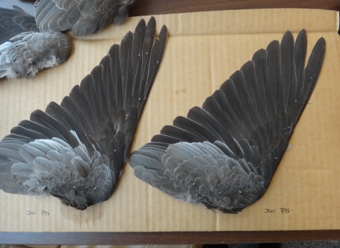 Band-tailed pigeon wings