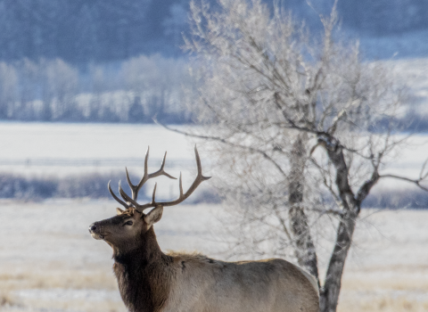Bull elk walking across frozen land
