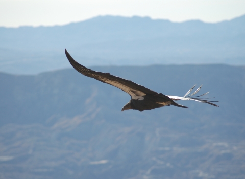 Condor soars over mountain ridge. 