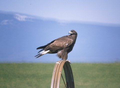 Juvenile golden eagle perched on metal equipment
