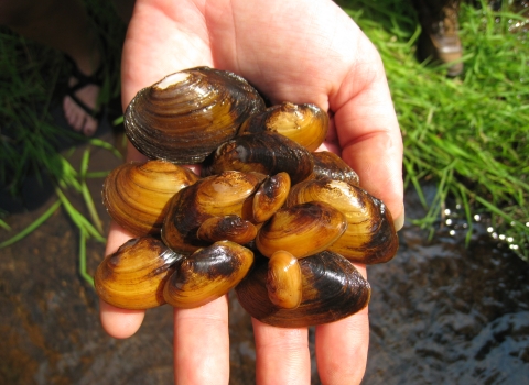 Small brown and black colored mussels held in someone's hand