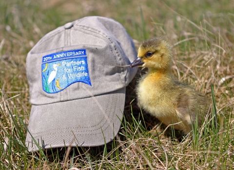 A yellow downy duckling stands next to a gray ballcap with the blue "Partners for Fish and Wildlife" logo on it. 