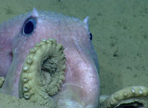 a pink octopus sitting on the sea floor.