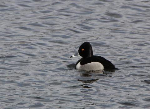 A mostly black duck with a white band on its beak