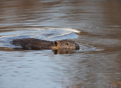 Beaver swimming in river