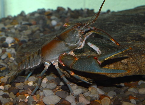 A rust colored crayfish at the bottom of an aquarium tank