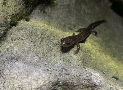 A small salamander on a rock
