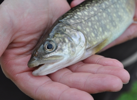 An opened hand holding a Lake Trout. Half of the trout is showing with one eye and the mouth is open a little. 