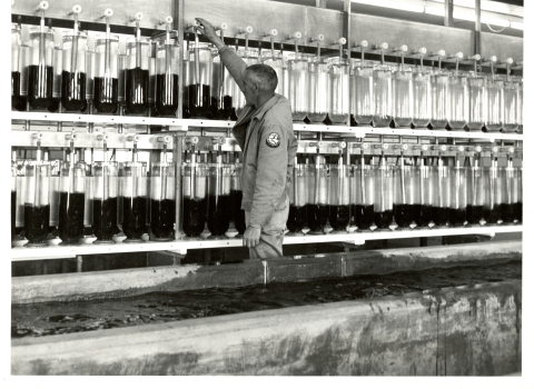 In this black and white photo from the 1960's, glass jars with fish eggs line a wall. In front of the wall is a concrete through full of water. A man in a U.S. Fish & Wildlife Service tends to an egg jar - his uniform patch can be seen on his left shoulder. 