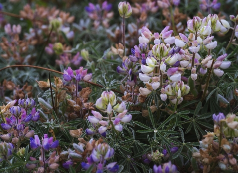 Hybridized shore lupine