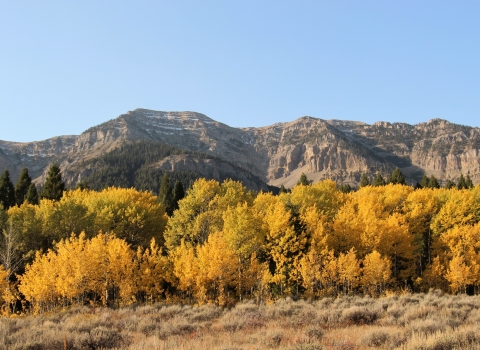 Early Autumn sunrise with yellow aspens at the base of the mountains