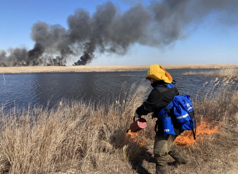 Fire crews set fire to vegetation along the West Pool as part of a prescribed burn at Edwin B. Forsythe NWR