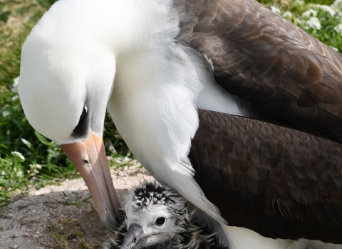 Adult Laysan albatross with chick on Midway Atoll
