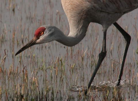 Malheur NWR_Sandhill Crane_Roger Baker, USFWS Volunteer