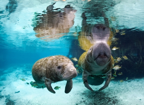 Two Florida Manatees in Three Sisters Springs surrounded by small fish