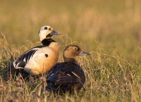a male and female duck in the grass