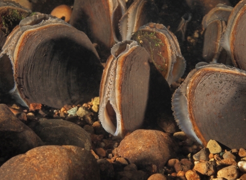 Underwater photo of mussels with shells partly open.