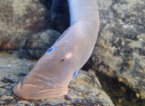 A blue-eyed adult Pacific lamprey suckers onto a rock underwater.