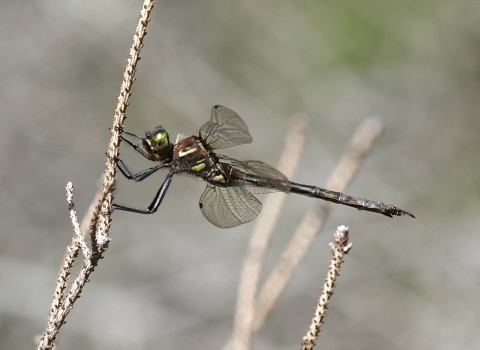 Dragonfly holding on to a stick