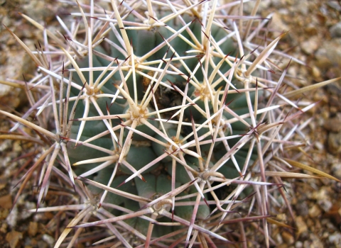 a closeup of a round cactus with long spines