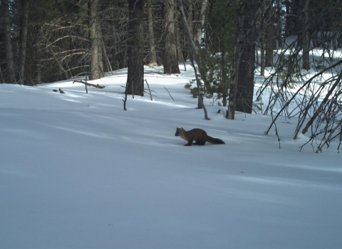 A pacific marten crosses the snow in the forest