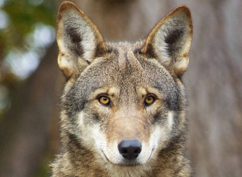 Red wolf face